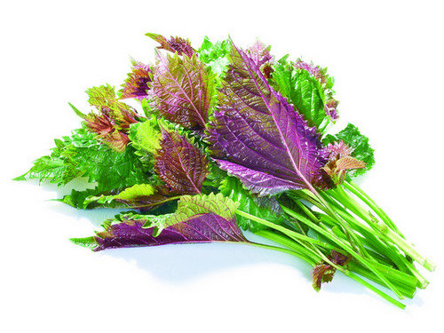 《本草纲目》草部：紫苏