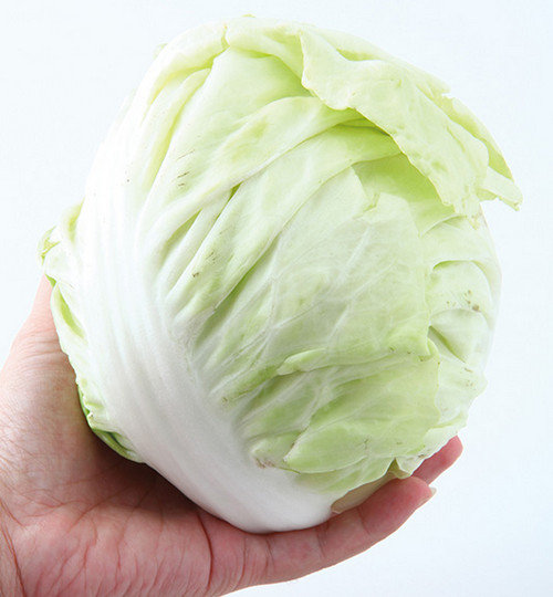 卷心菜的选购技图解
