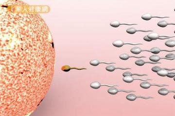 受孕最佳方法提高精子卵子...