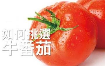 牛番茄的挑选方法图解
