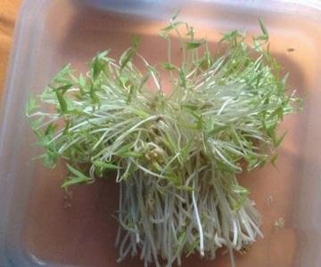 自己发豆芽需要几天？
