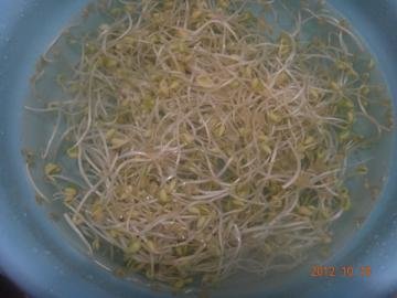 炒黄豆芽