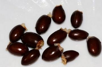 荔枝核的功效与作用及食用...