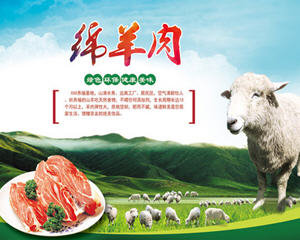 羊肉菜谱大全