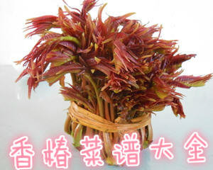 香椿菜谱大全