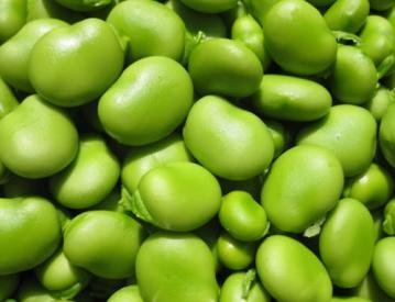 新鲜蚕豆是发物吗？蚕豆是...