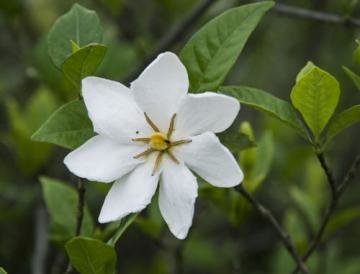 栀子花可以吃吗？栀子花吃...