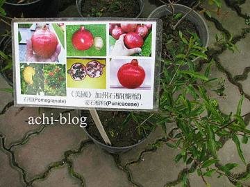 石榴种子盆栽DIY种植流...