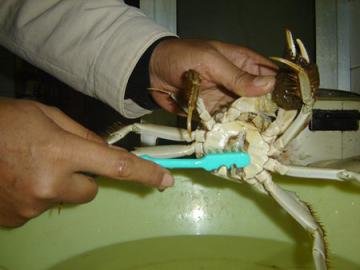 大闸蟹清洗方法