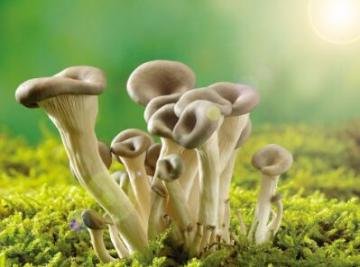 蘑菇(鲜蘑)的热量-蘑菇营养素含量(每100克)1