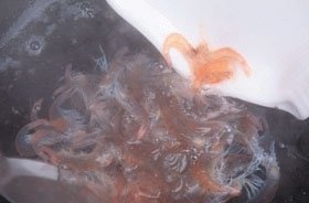 冬瓜炒白米虾6