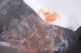 白米虾炒豆腐4