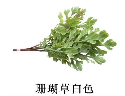 珊瑚草
