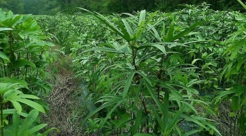 冬季滋补佳品：【五指毛桃】与五指毛桃的根都好6