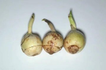  【慈姑】也叫马蹄或荸荠，适合肿瘤患者营养不良、便秘、贫血人群1