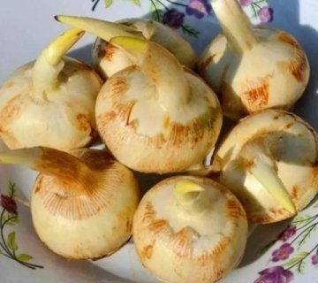  【慈姑】也叫马蹄或荸荠，适合肿瘤患者营养不良、便秘、贫血人群2