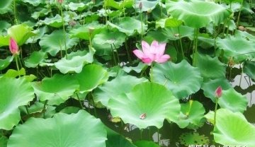 如何喝荷叶茶减肥1