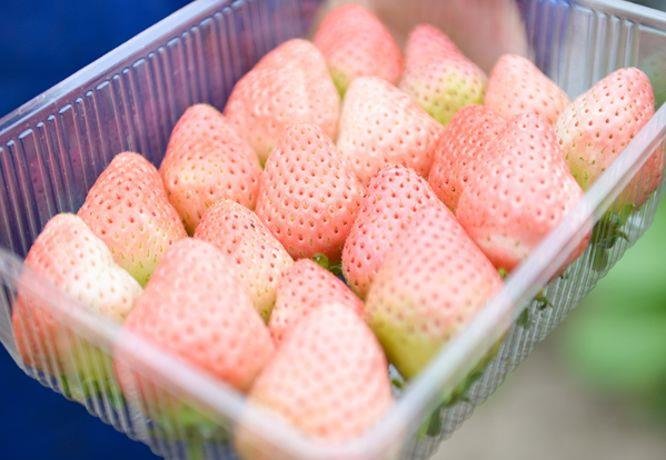 推荐3种食物【洋葱、榴莲...
