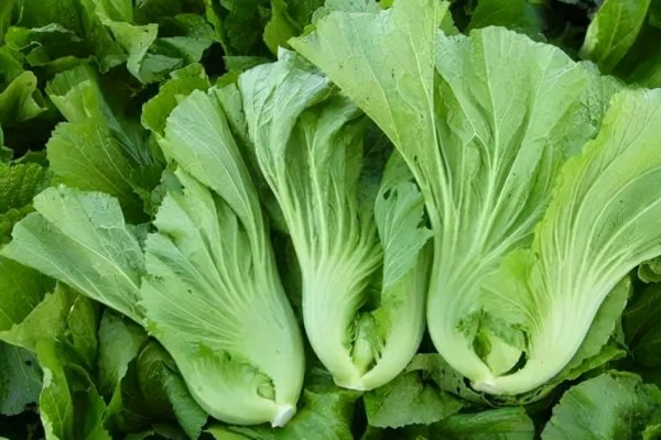 冬天解腻开胃可以煮淡菜（芥菜）1