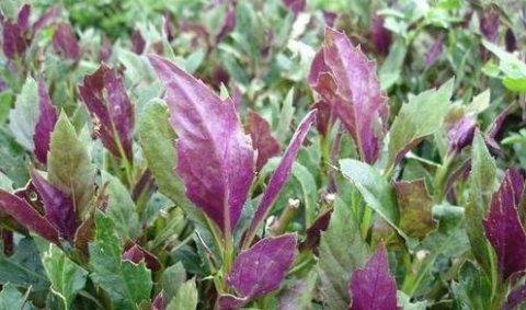 女人常食【补血菜、雪里红、薄荷】3种菜，补血养宫，滋润容颜1