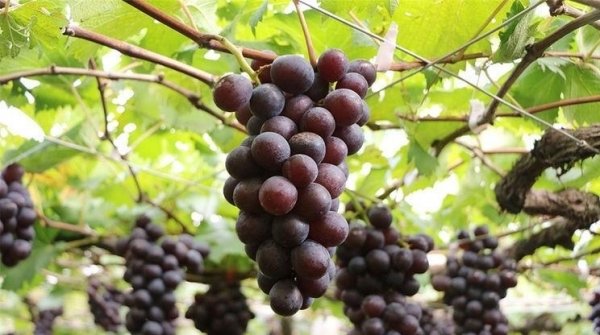 不可错过的【葡萄、核桃仁、山花椒】，舒筋活血、开胃健脾1
