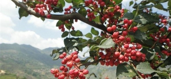 不可错过的【葡萄、核桃仁、山花椒】，舒筋活血、开胃健脾3