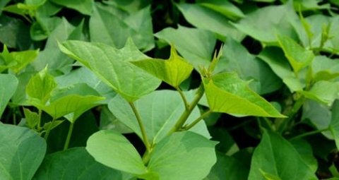女性每天吃一盘【番薯叶】补气血，润肠通便，排除毒素3