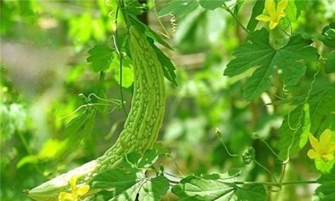 女性爱美坚持吃【马兰、生菜、红薯叶、苦瓜】补血益气，美白淡斑3