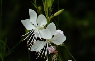 酷似桃花草药【山桃草】可...