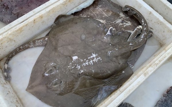 过年买鱼，建议挑这5种鱼，便宜又好吃2