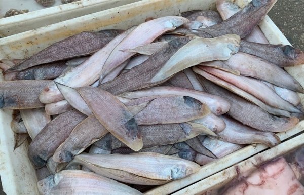 过年买鱼，建议挑这5种鱼，便宜又好吃3