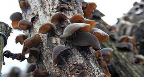 提高免疫力的食物有哪些？1