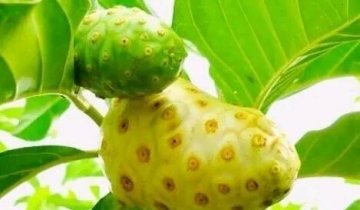 诺尼果怎么食用-诺尼果的作用和功效是什么3