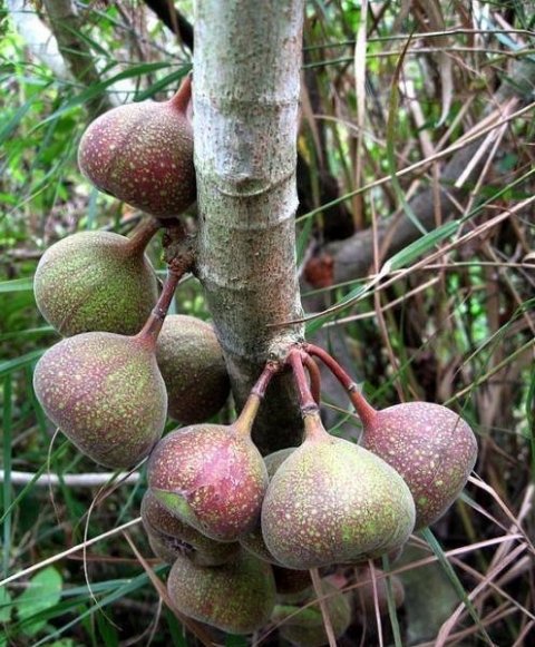 牛奶果的作用与功效有哪些？4