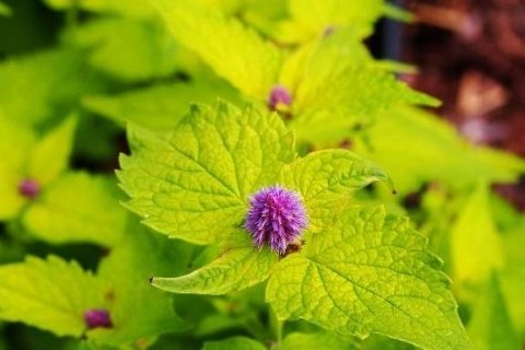 牛膝的作用与功效-牛膝和川牛膝的区别1