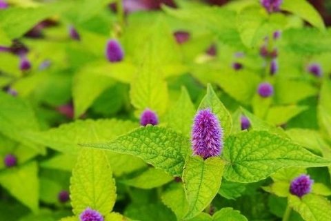 牛膝的作用与功效-牛膝和川牛膝的区别3