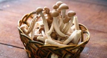 降压减脂吃什么-降压减脂...