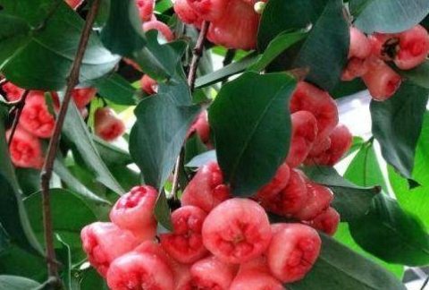 莲花雾有什么功效与作用？