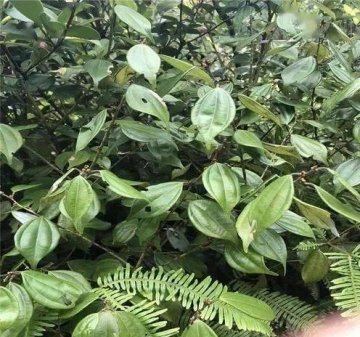乌药的别名叫什么-乌药的功效及用途2