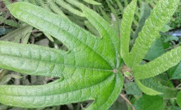 五指毛桃的功效与作用-五...