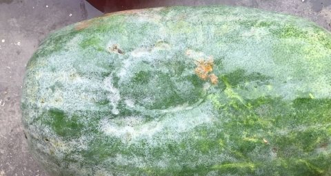 最刮油减肥的10种蔬菜和做法-适合春季减肥的刮油食谱9