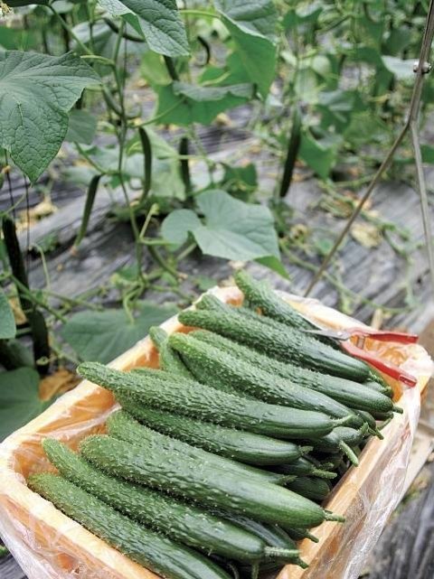 最刮油减肥的10种蔬菜和做法-适合春季减肥的刮油食谱19
