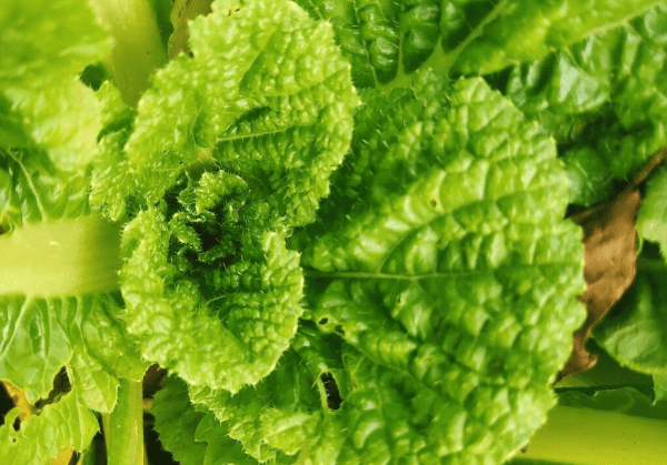 适合春天吃的高维c的食物有哪些？1