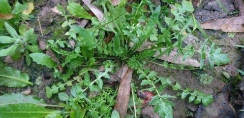 适合春天吃的野菜有哪些2
