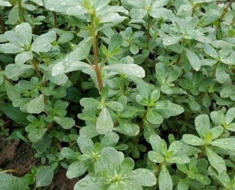 适合春天吃的野菜有哪些5