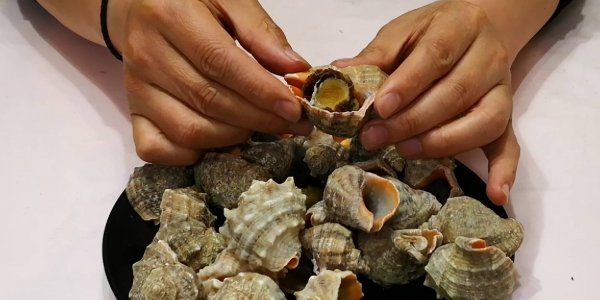 吃海螺哪不能吃-海螺的尾部到底是黄还是屎4