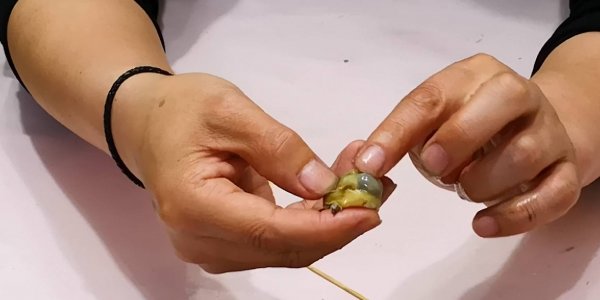 吃海螺哪不能吃-海螺的尾部到底是黄还是屎5