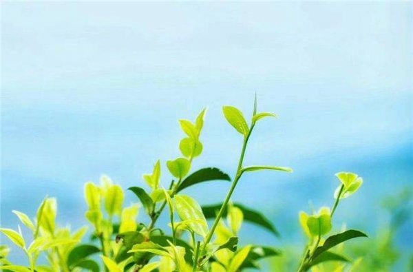 云南春茶是什么茶-云南茶的品种4