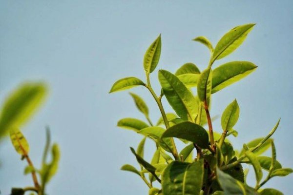 云南春茶是什么茶-云南茶的品种6
