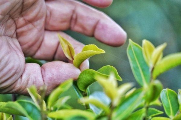 云南春茶是什么茶-云南茶的品种11